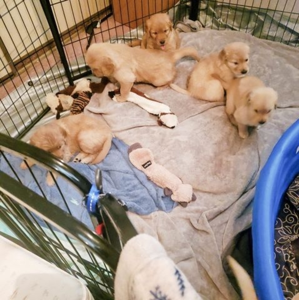 Meet your Posher, Linda